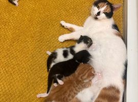 Kittens for sale