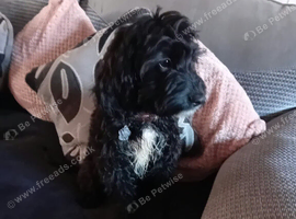 Female cockapoo