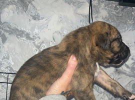 bull greyhound x deerhound bull grey hound Lurcher pups puppy puppies