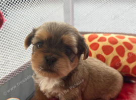 4 Gorgeous Shih Tzu boys available