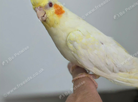 Hand Reared silly tame baby cockatiels with DNA