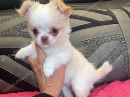 Beautiful chihuahua puppies kc