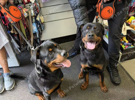 Axel and Roman