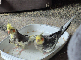 Baby cockatiels