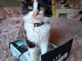 Beautiful willow norwegian forest cross maine coon