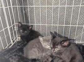 Kittens for sale