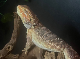 Bearded dragon and set up for sale