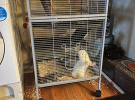 Baby ferrets for sale