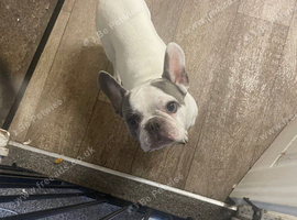 French bull dog