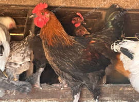 YOUNG COCKERELS PURE RARE BREEDS