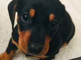 Ready to leave today Miniature dachshund puppies