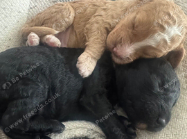 Cockapoo puppies