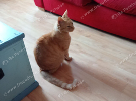 Ginger cat found in Matlock yesterday, Wellington Street