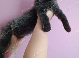 Maine Coon boy