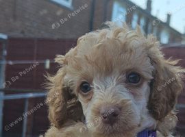 Male toy poodle pup