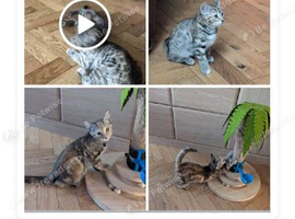 3 BEAUTIFUL TIGER KITTENS LOOKING FOR LOVING HOMES!