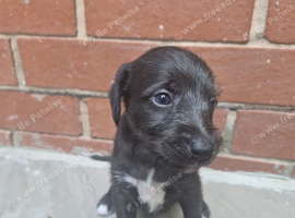 First cross Bedlington x whippet puppies