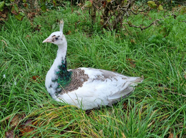 Peafowl poults, peacocks and peahens for sale