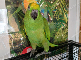 Yellow Crowned Amazon