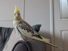 Female Cockatiel for adoption
