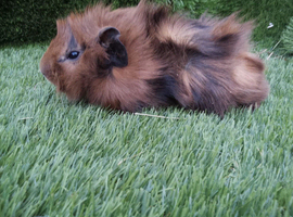 Boar guinea pigs