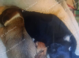 Two male adorable Jack Russells