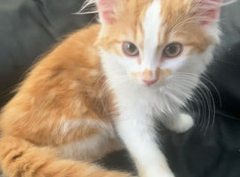 Gorgeous  Norwegian forest  x kitten
