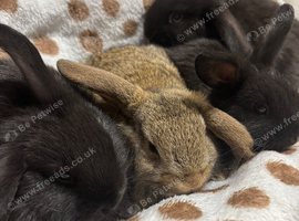 4 beautiful mini lop bunnies