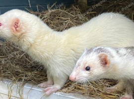 missing ferret
