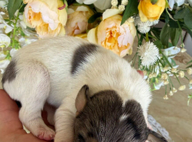 Cocker spaniel puppy&rsquo;s for sale