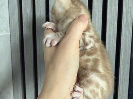 Bengal kittens