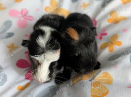 5 baby boars 1 sow
