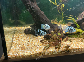 Polar cichlids.