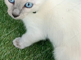 Beautiful  Ragamees  baby male kittens