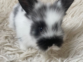 Baby lionhead bunnies