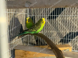 Budgies pair for sale