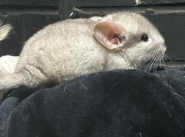 Chinchilla
