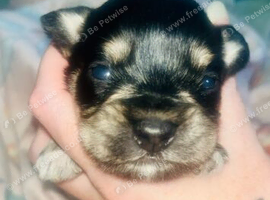 Schnocker pups miniature schnauzer x spaniel hybrid designer