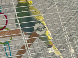 Talking budgie