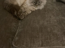 Adorable cat
