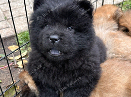Chow Chow Puppies Black, Red & Rare Blue
