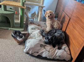 3 Year old male jack.russell cross shih tzu cross poodle