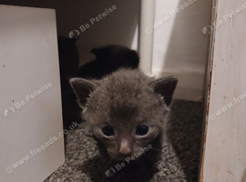7 beautiful kittens