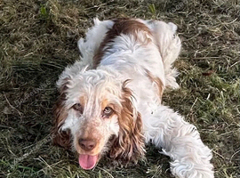 Cocker spaniel