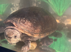 MUSK TURTLE FOR SALE.