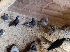 Homing pigeons. Rare coloura