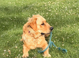 KC registered Golden Retriever male