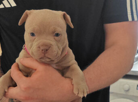 American Bully Pocket