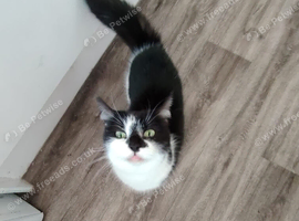 Female cat needs a loving home