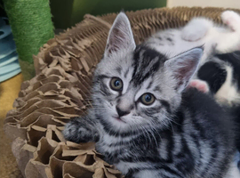 2 kittens available
